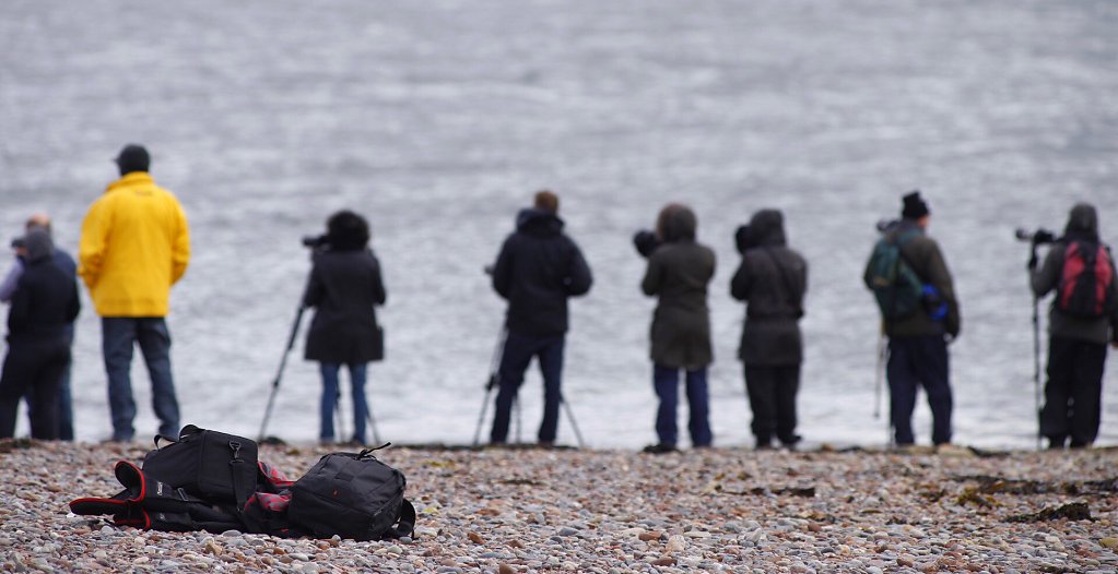 Waiting For Dolphins